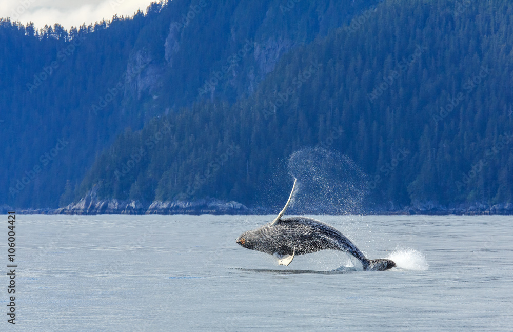 Fototapeta premium Hampback Whale breaching..