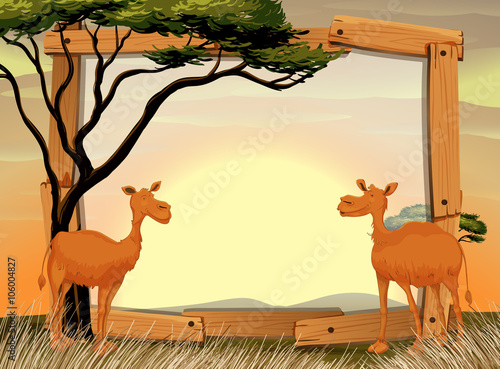 Border design with two camels on the field