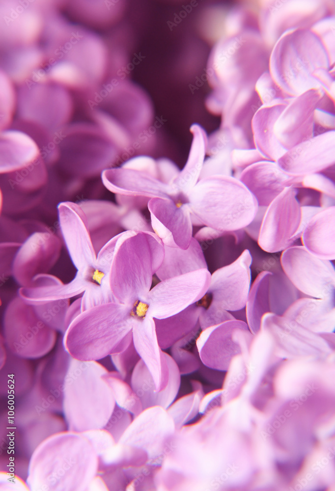 lilac flowers lilac flowers