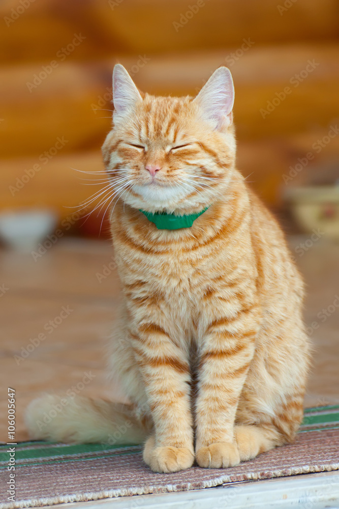 red smiling cat resting,sleeping sitting.vertical image