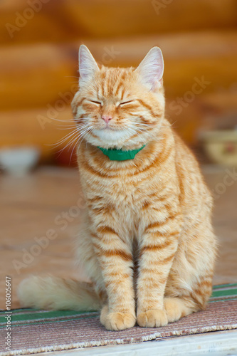 red smiling cat resting,sleeping sitting.vertical image