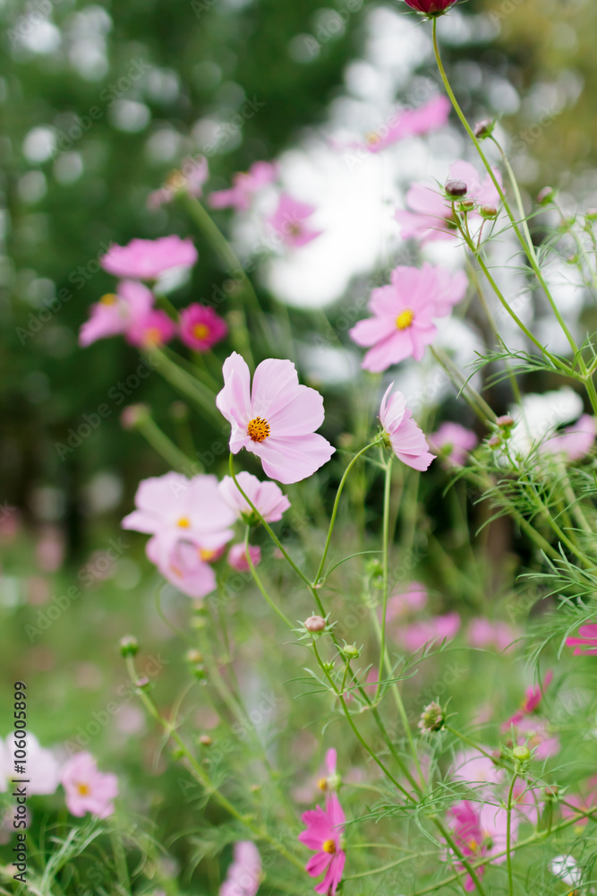 Cosmos flower Cosmos flower