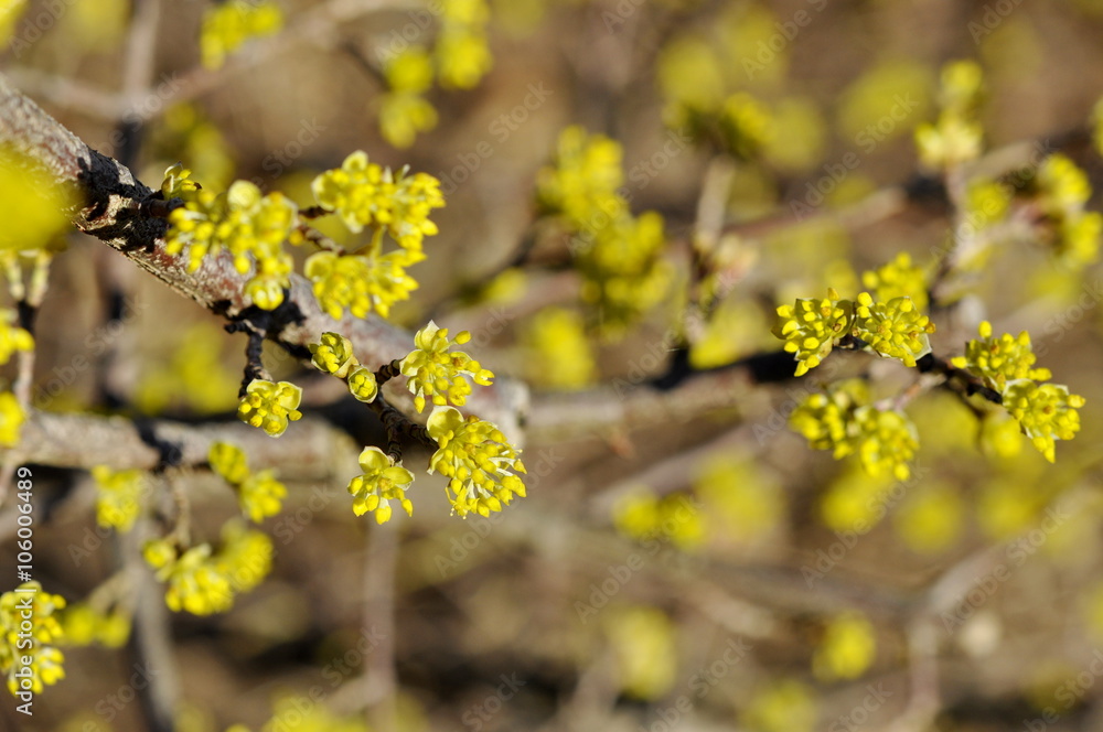 Cornelian cherry flowering in early spring Cornelian cherry flowering in early spring