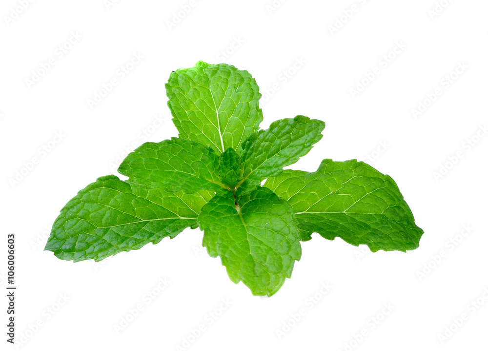 mint leves mint leves