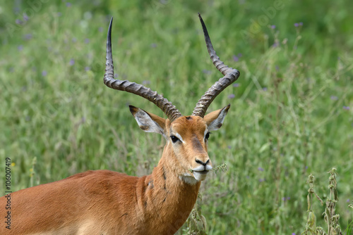 Impala on savanna in Africa © byrdyak