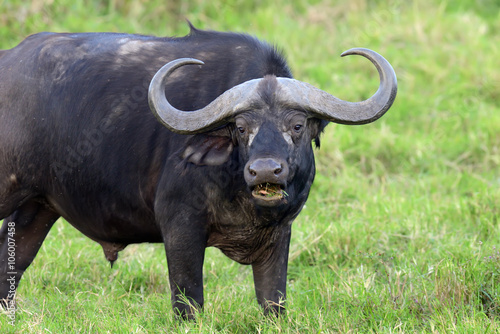 Wild African buffalo bull