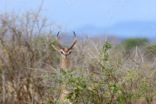 Fototapeta Naklejka Na Ścianę i Meble -  Gerenuk in National park of Kenya, Africa