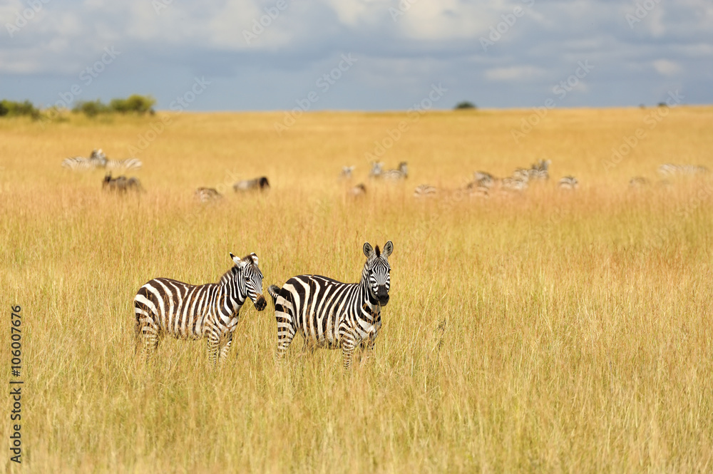 Obraz premium Zebra on grassland in Africa