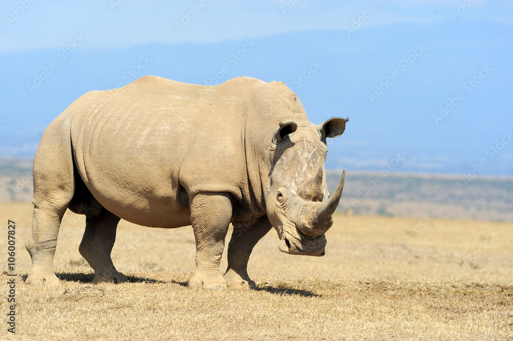 Obraz premium African white rhino