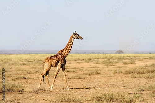 Giraffe in National park of Kenya