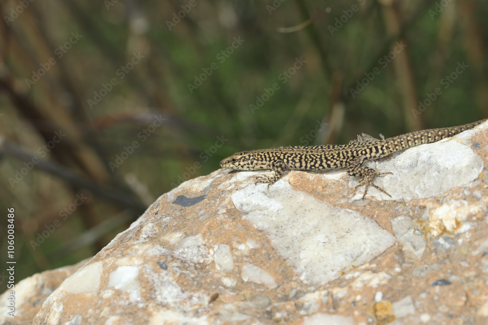 Fototapeta premium Lézard des murailles