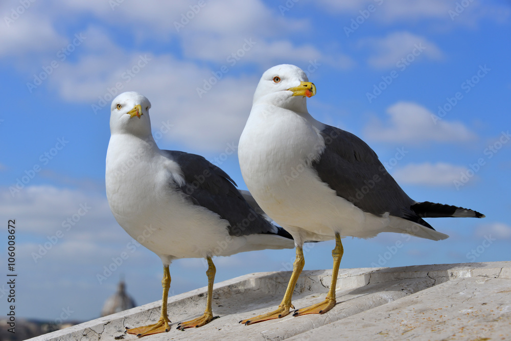 Two urban sea gull in Rome on Vittoriano monument parapet Two urban sea gull in Rome on Vittoriano monument parapet