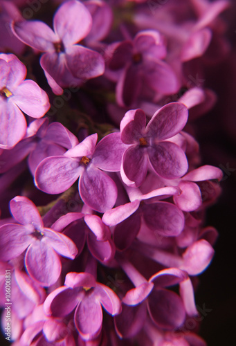 lilac flowers © noci0114
