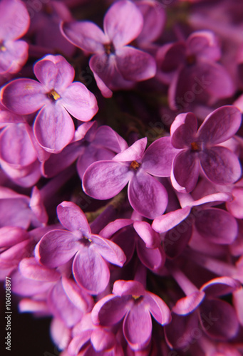 lilac flowers © noci0114