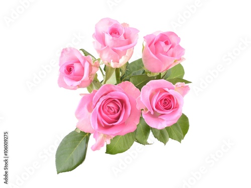 Beautiful pink roses. © unverdorbenjr