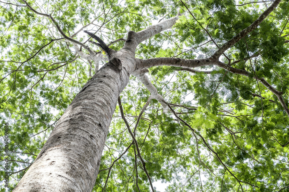 Fototapeta premium green leaves on the tree , nature green wood sunlight background