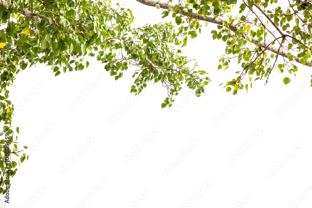 Green leaves frame isolated on white background. Green leaves frame isolated on white background.