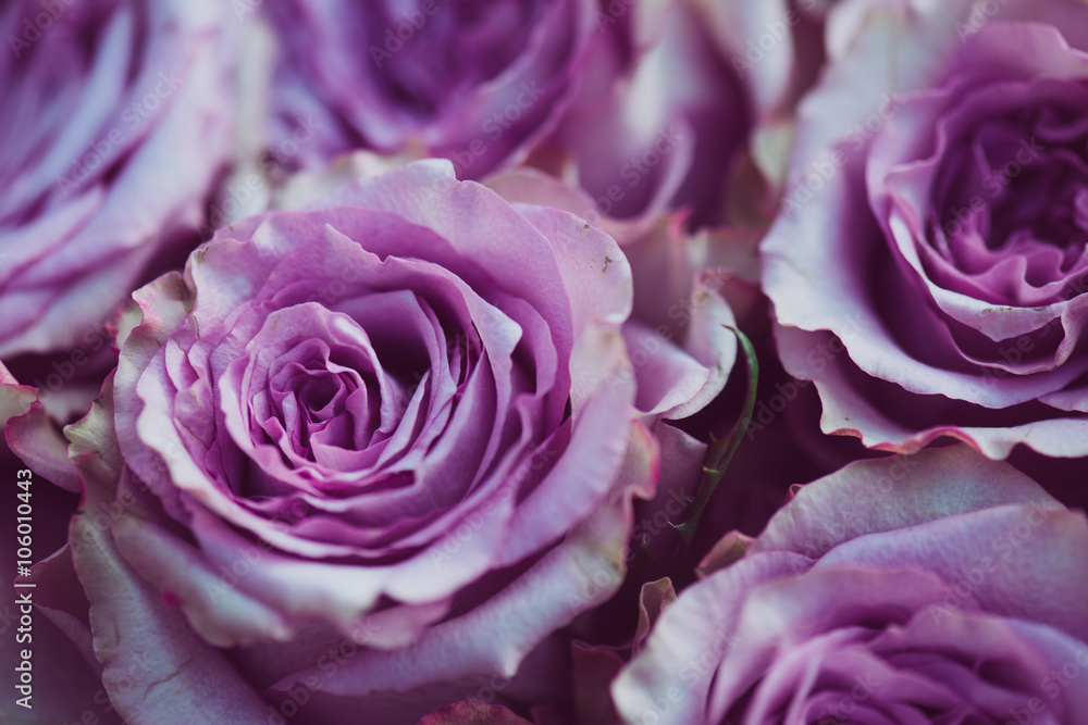 Naklejka premium Purple rose flower bouquet vintage background, close up of wedding bouquet
