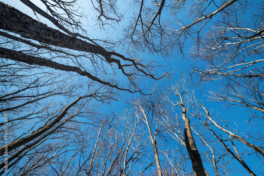 Tree branch silhouette over blue sky background. Wide angle lens Tree branch silhouette over blue sky background. Wide angle lens