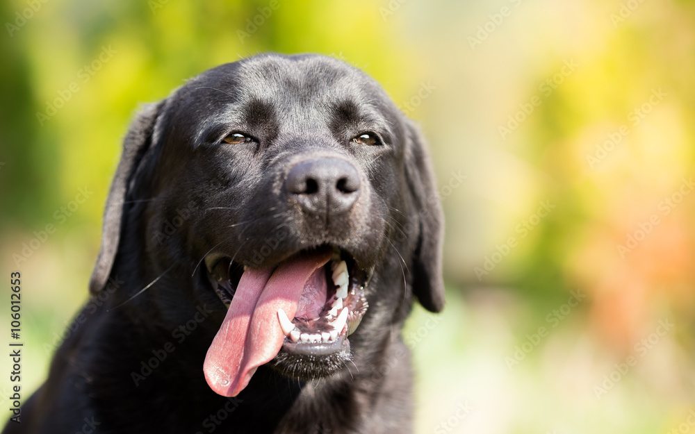 Black labrador retriever dog portrait