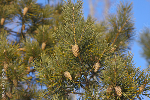 close up pine tree