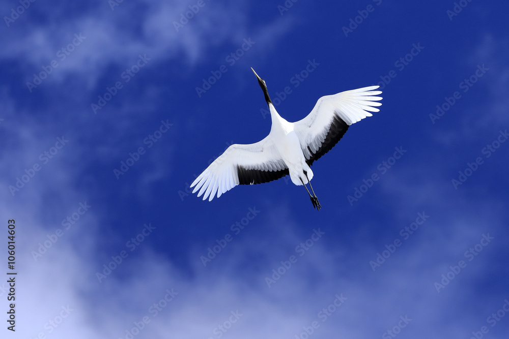 Fototapeta premium Japanese Crane