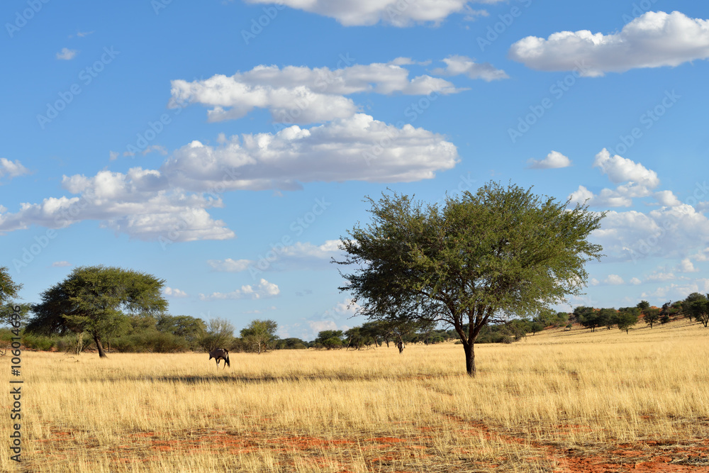 Kalahari desert and gemsbok (Oryx gazella) Kalahari desert and gemsbok (Oryx gazella)