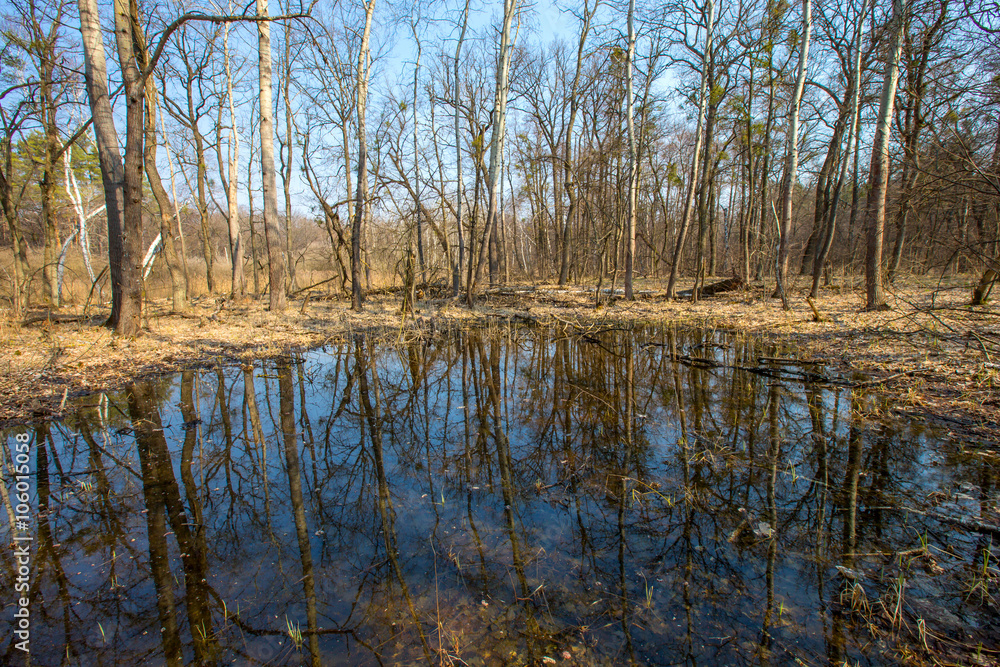 swamp in spring forest swamp in spring forest