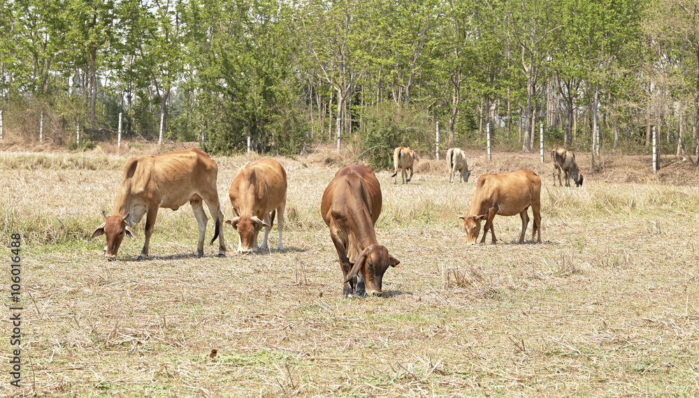 Herd of cows , thailand