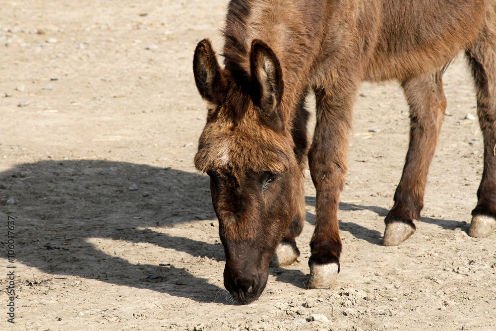 Fototapeta premium âne 22032016 