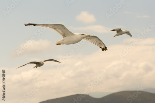 Three seagulls flying free up in the air.  