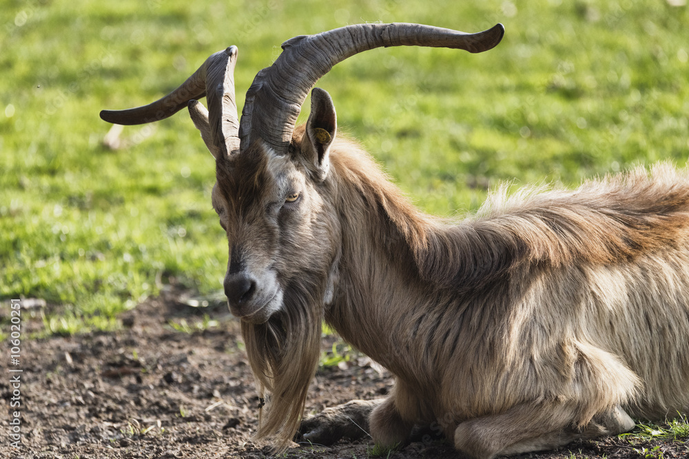 Goat in the Monza Park Goat in the Monza Park