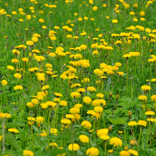 yellow dandelions background