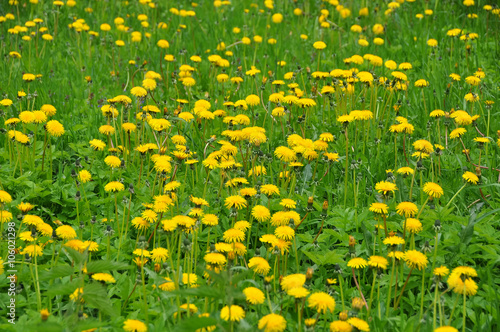yellow dandelions background