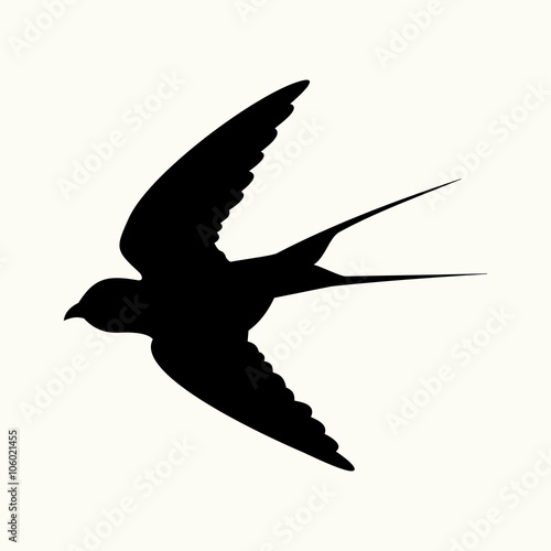 swallow