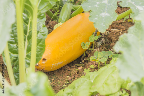 Courgette plant (Cucurbite pepo) with yellow fruits in the garde photo