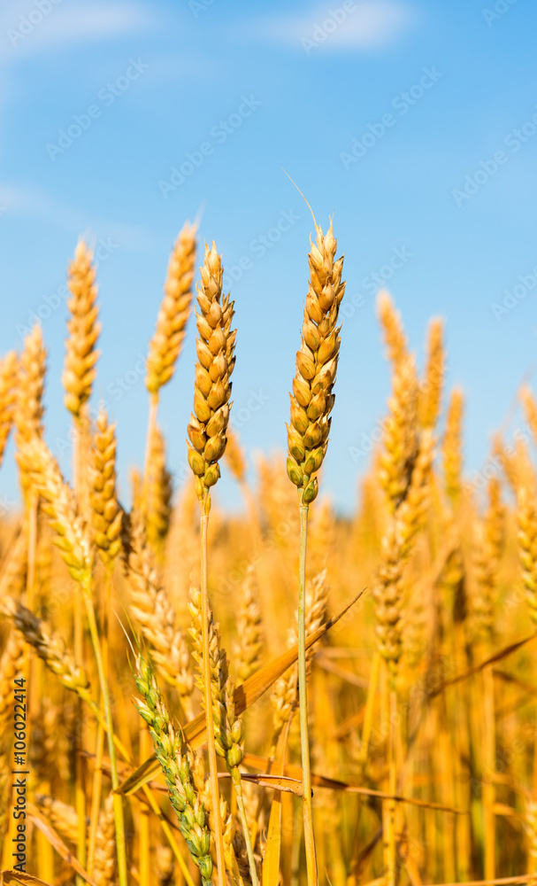 Golden wheat Golden wheat