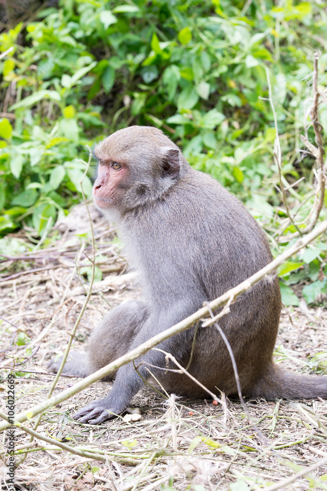 Formosan macaques back to us(taiwan monkey)