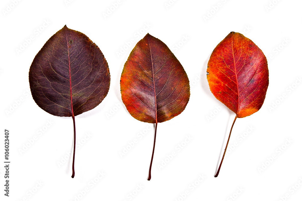 Assort of different autumn pear tree leaves isolated on white ba