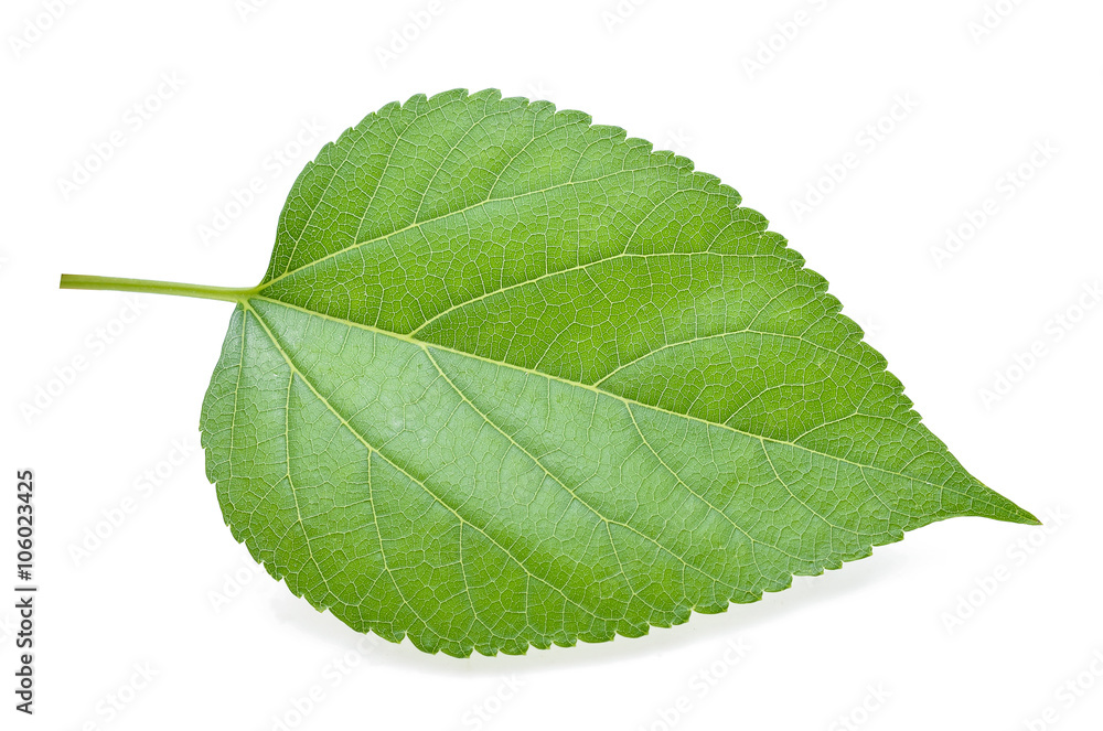 Fototapeta premium Mulberry leaves isolated on white background