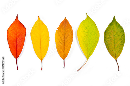 Assort of different autumn cherry tree leaves isolated on white