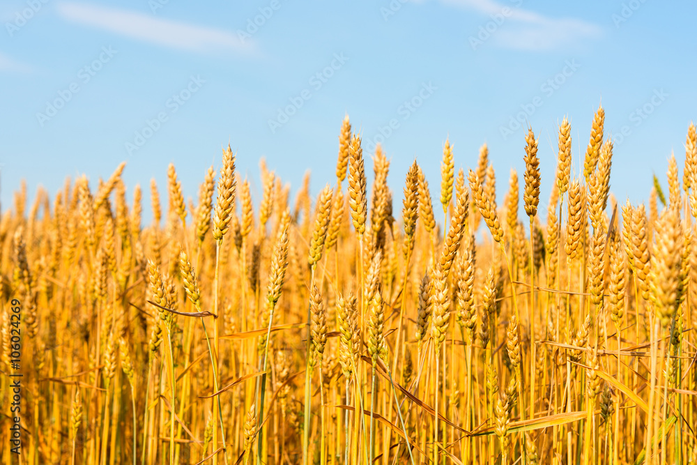 Golden wheat Golden wheat