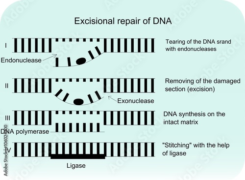 Scheme of the phases of excisional repair of DNA