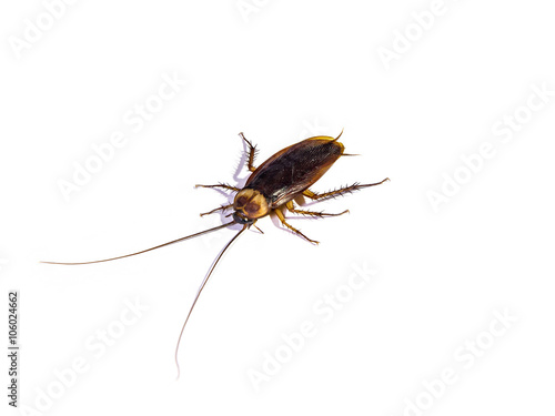 Cockroach isolated on white background © skarie