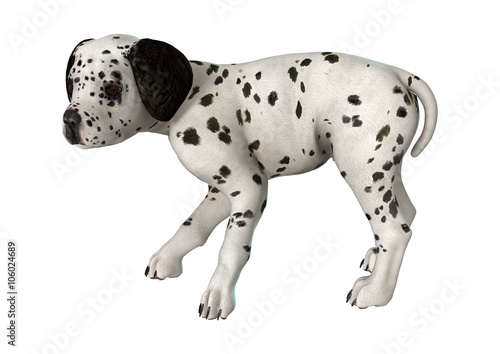 Dalmatian Puppy on White