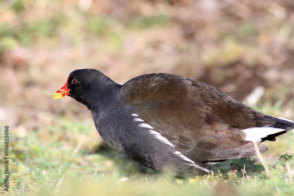 poule d'eau 22032016