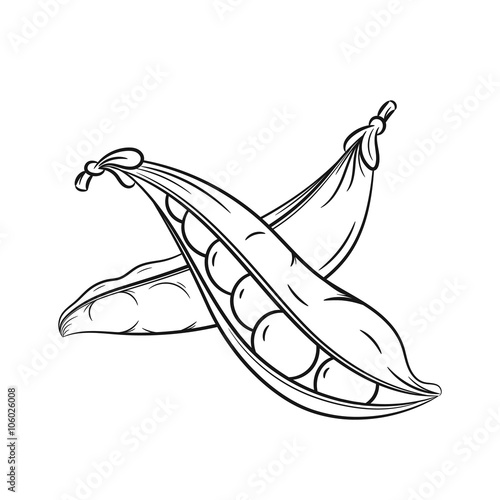 Hand drawn pea pods sketches on white background