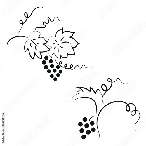 Bunch of grapes - Illustration