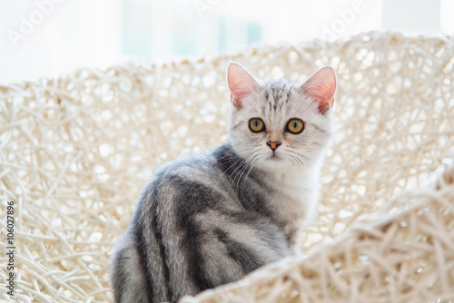 Cute american shorthair cat