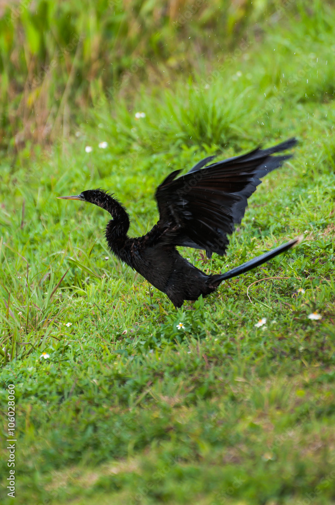 Obraz premium Anhinga on the grass